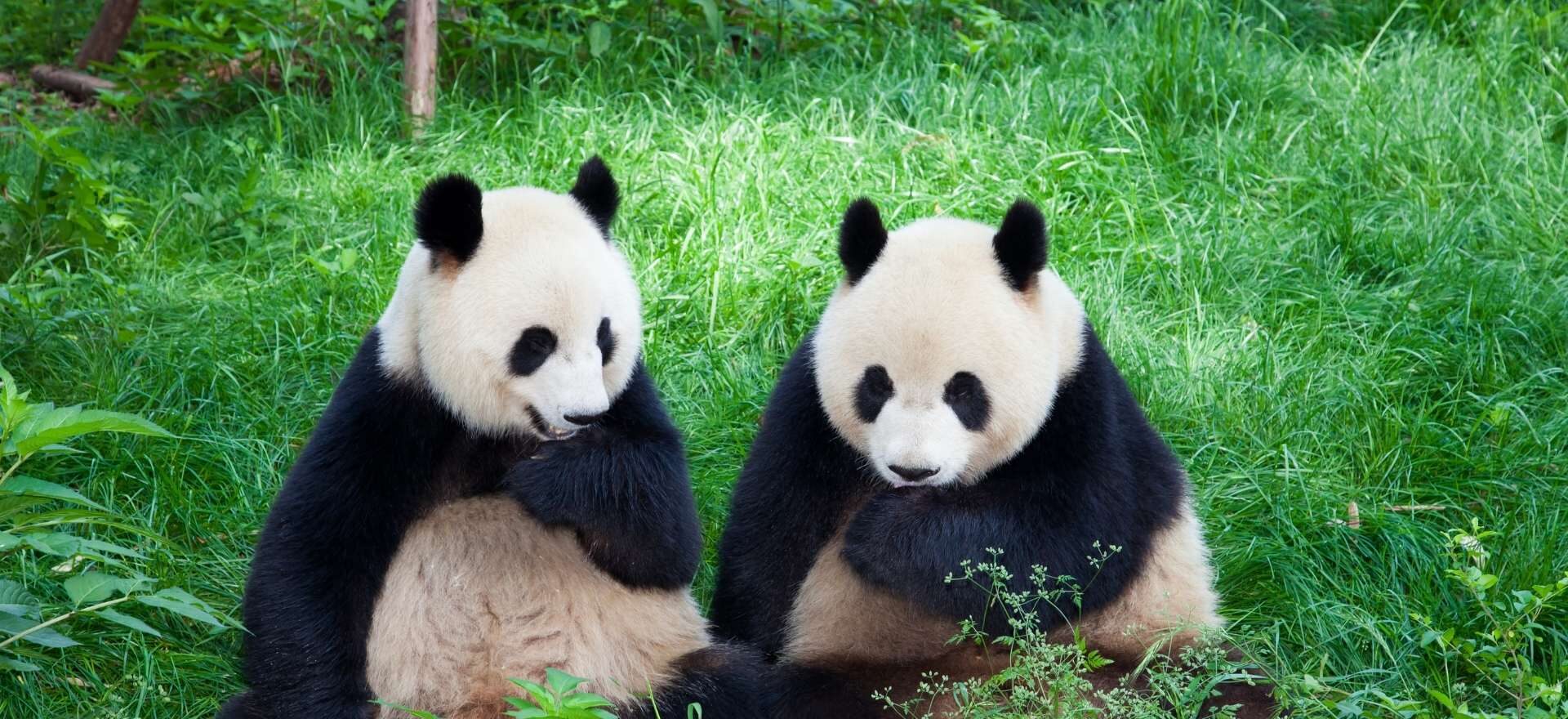 Dos osos panda gigantes sobre la hierba en el centro de conservación de Chengdu, la experiencia clave del circuito China con Panda de Traveland.