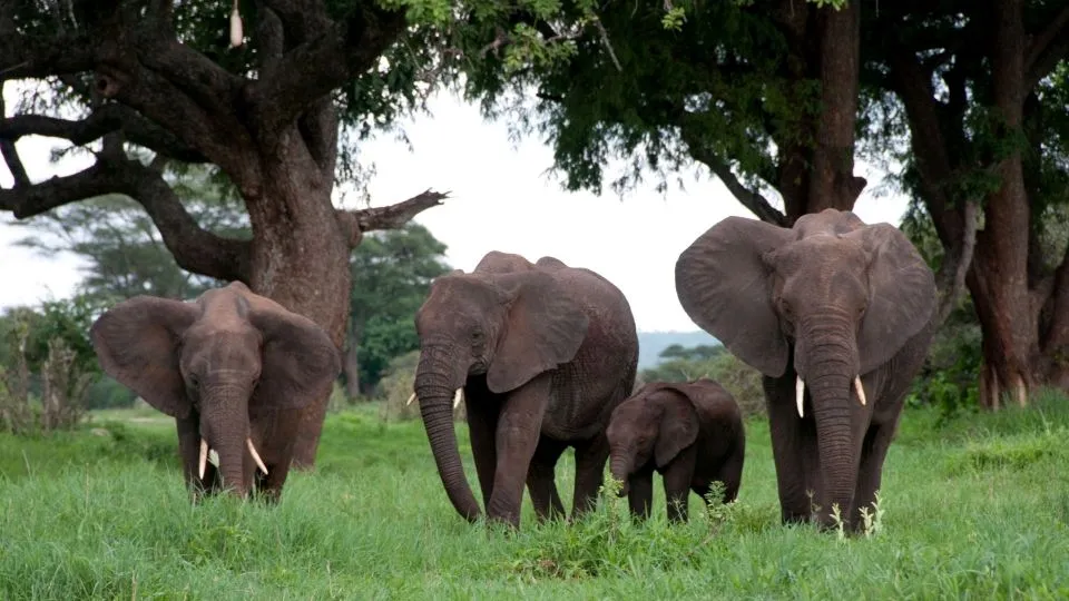 viajes a africa