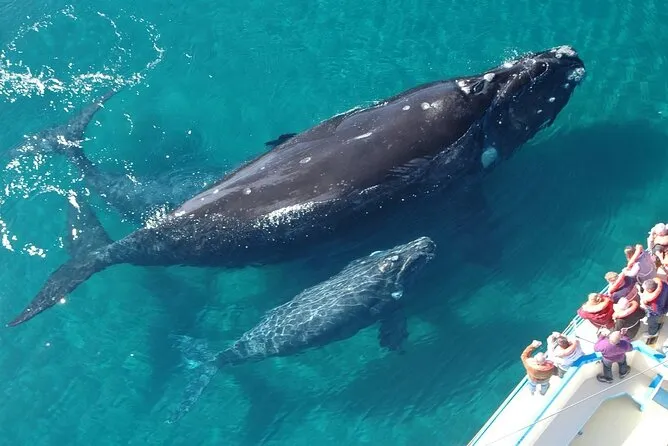 Vista aérea de una ballena jorobada con su cría nadando en las aguas turquesas de la Bahía de Samaná, observadas por turistas desde un barco durante un tour con Traveland.