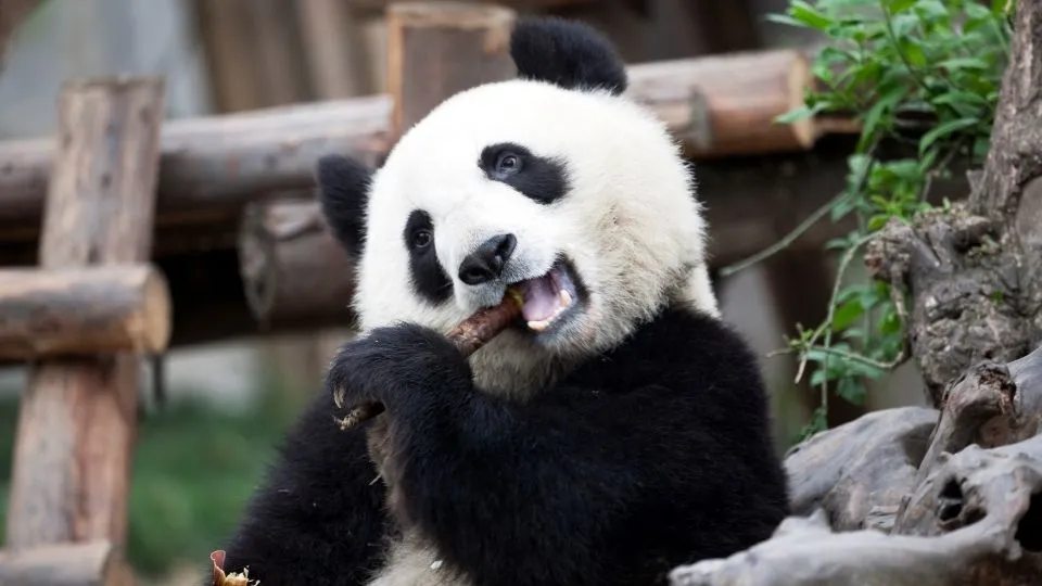 Oso panda gigante comiendo bambú en la reserva de Chengdu en China con Traveland